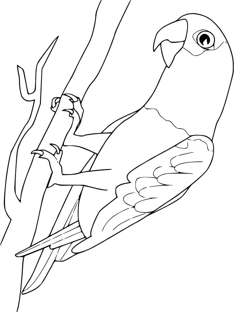 Perroquet Gris du Gabon coloring page