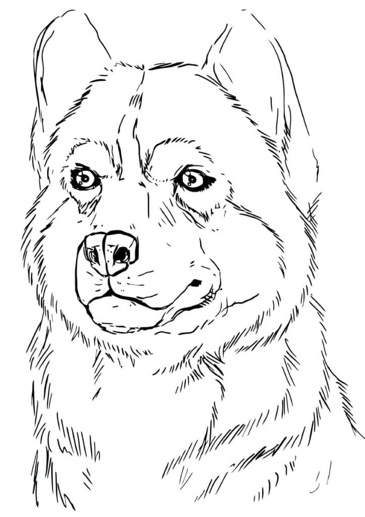 Coloriage Portrait de Husky