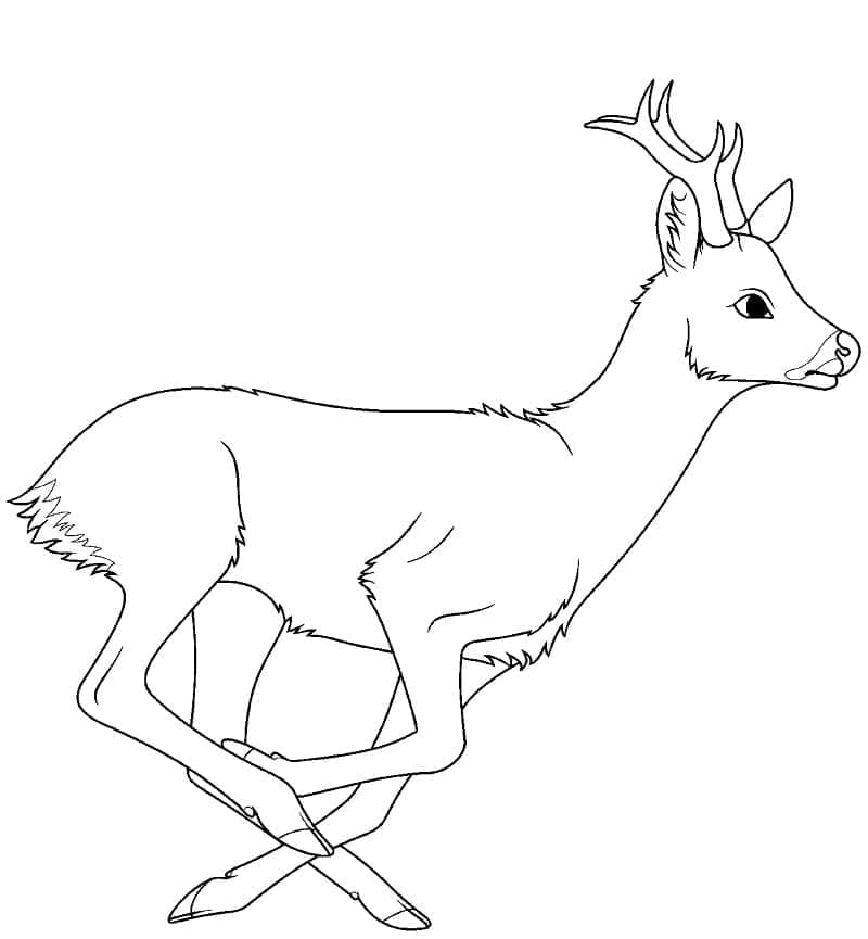 Un Cerf Courant coloring page
