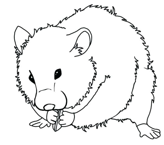 Un Hamster coloring page