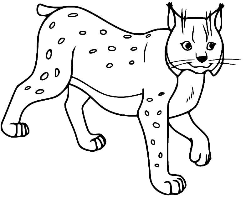 Coloriage Un Lynx Heureux