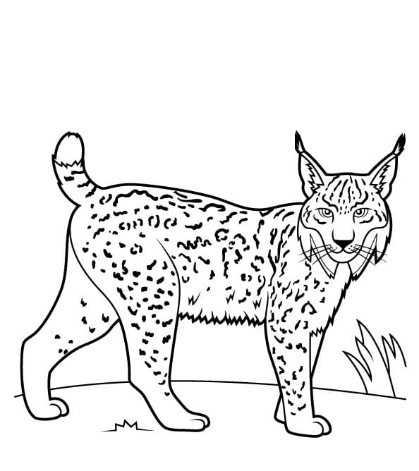 Coloriage Un Lynx