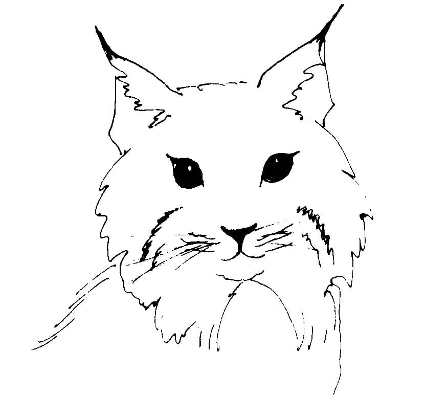 Coloriage Visage de Lynx