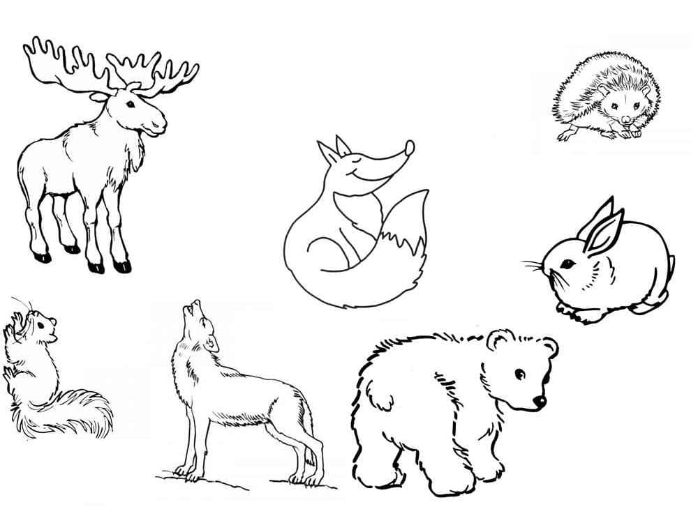 Coloriage Forêt Animaux