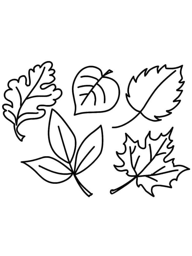 Coloriage Feuilles Kleurplaat Blaadjes Kleurplaten Bladeren Hojas 