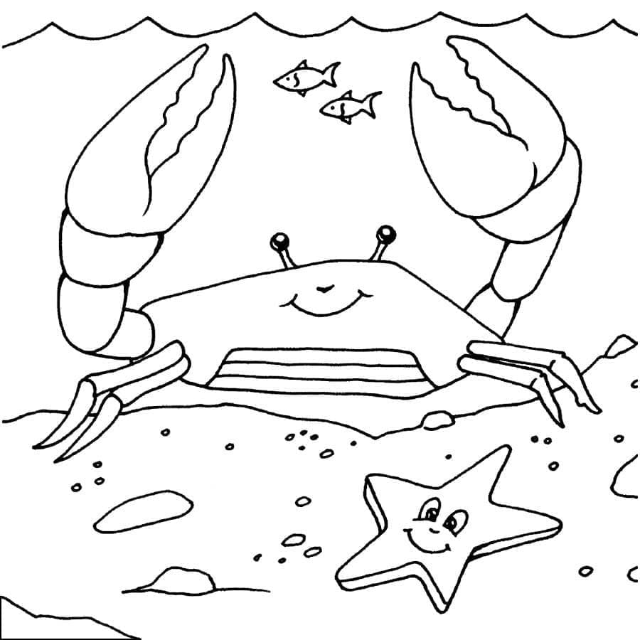 Coloriage Crabe et Étoile de Mer