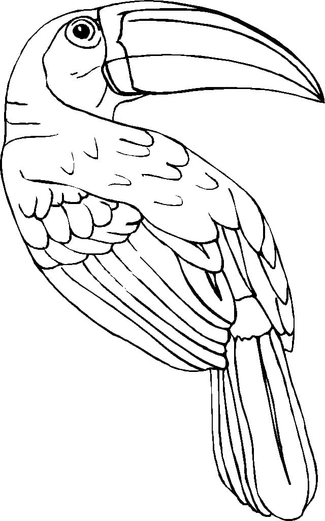 Coloriage Dessin d'Oiseau Toucan Gratuit
