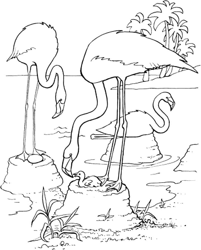 Coloriage Flamants Roses Imprimables