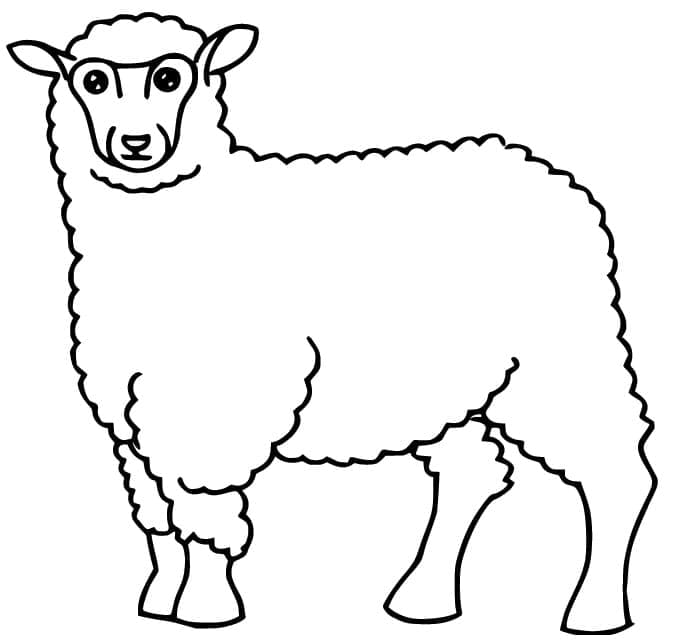 Coloriage Mouton 7