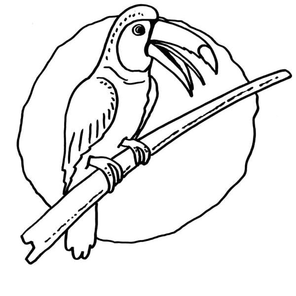 Coloriage Oiseau Toucan sur une Branche