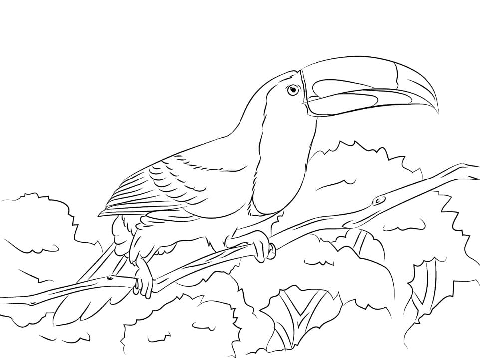 Coloriage Oiseau Toucan