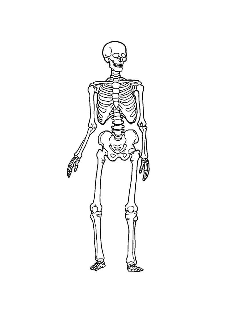 Coloriage Squelette Normal