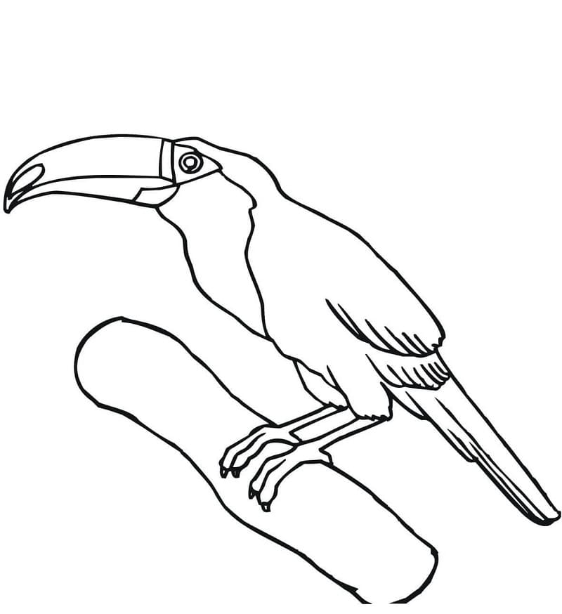 Coloriage Toucan Imprimable