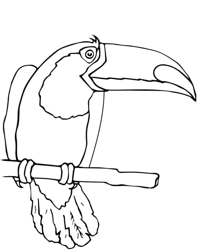 Coloriage Toucan sur une Branche