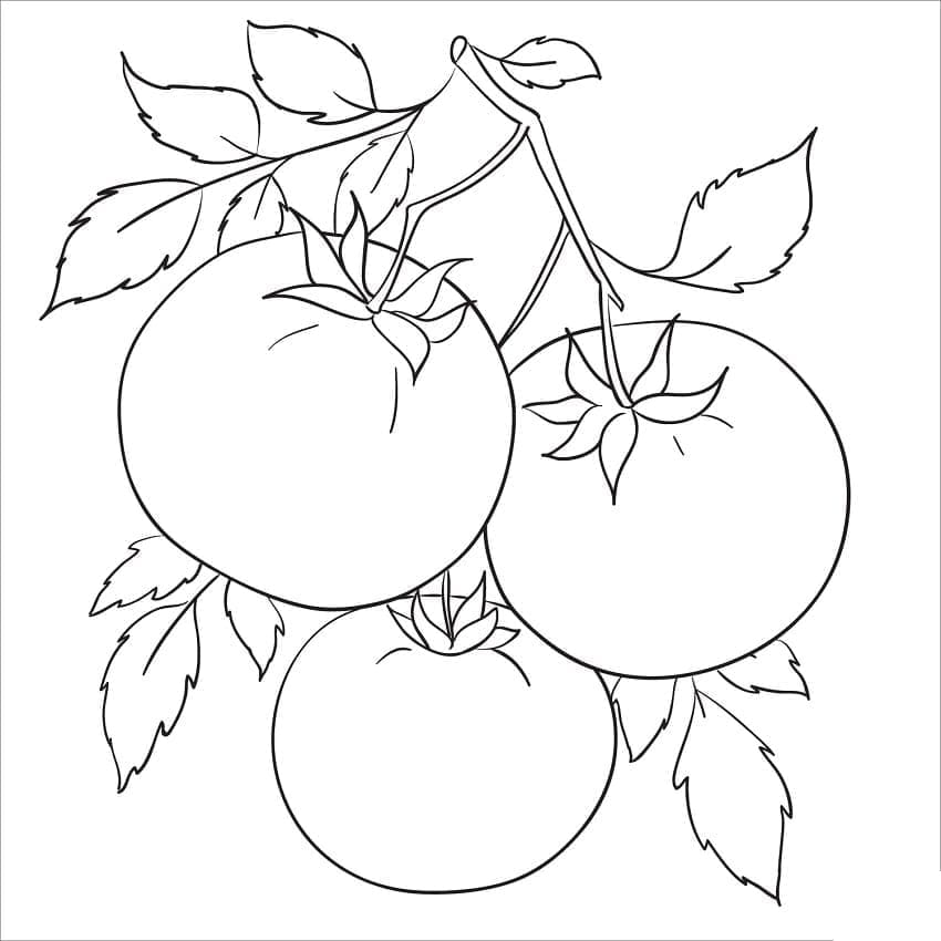 Trois Tomates coloring page