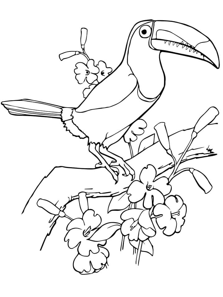 Coloriage Un Oiseau Toucan