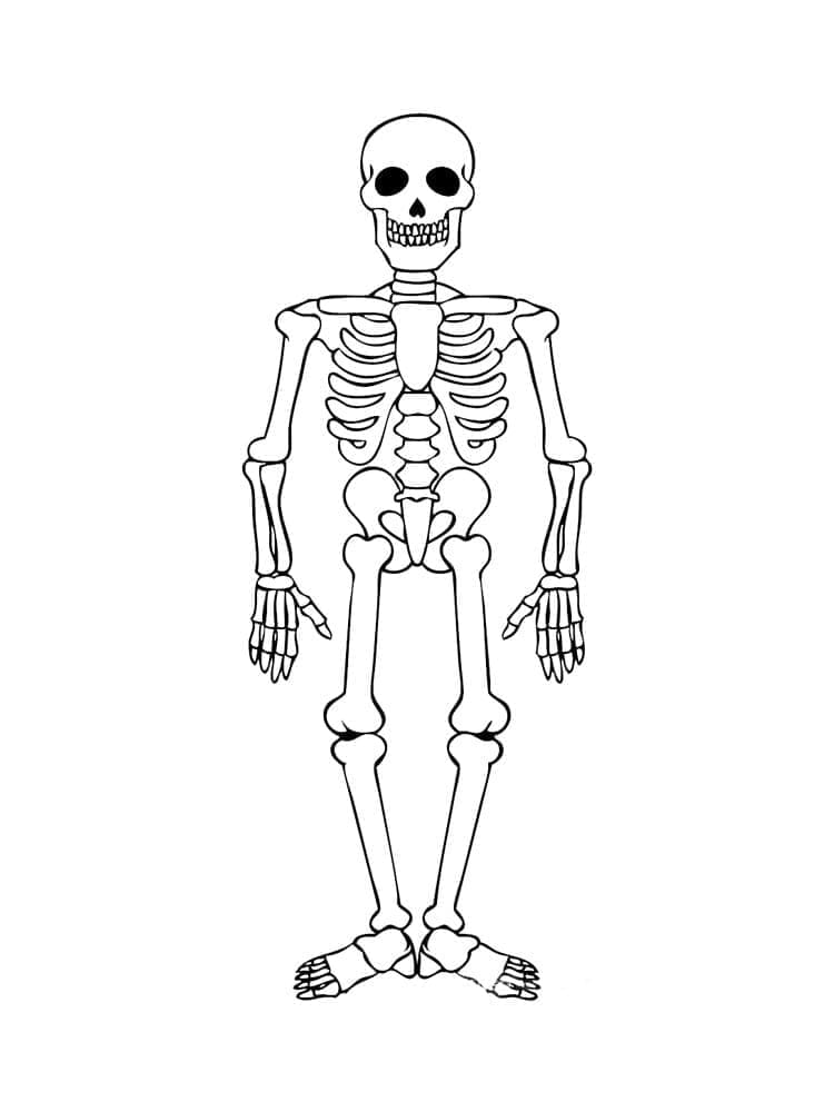 Un Squelette Humain coloring page