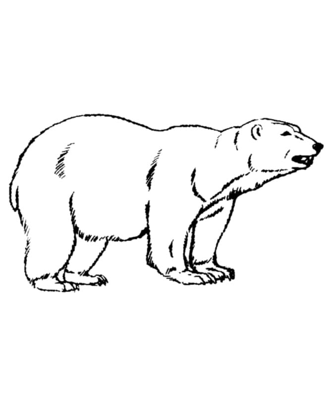 Gros Ours Polaire coloring page