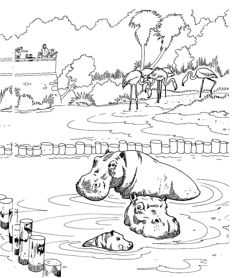 Coloriage Hippopotames du Zoo