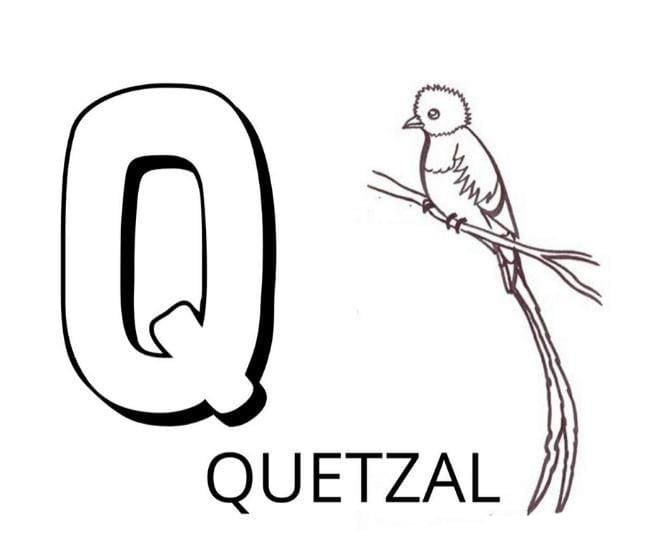 Coloriage Lettre Q - Quetzal