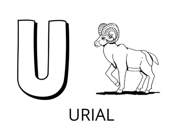 Lettre U – Urial coloring page