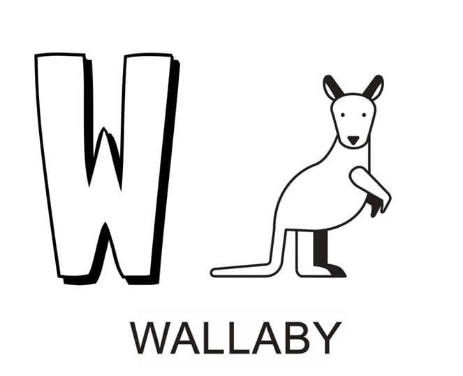 Lettre W – Wallaby coloring page