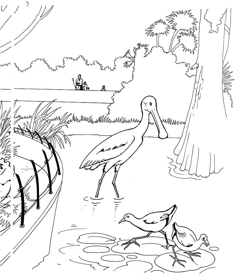 Oiseaux de Zoo coloring page