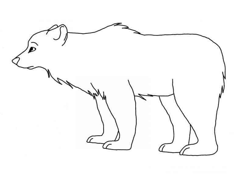 Ours Polaire Imprimable coloring page