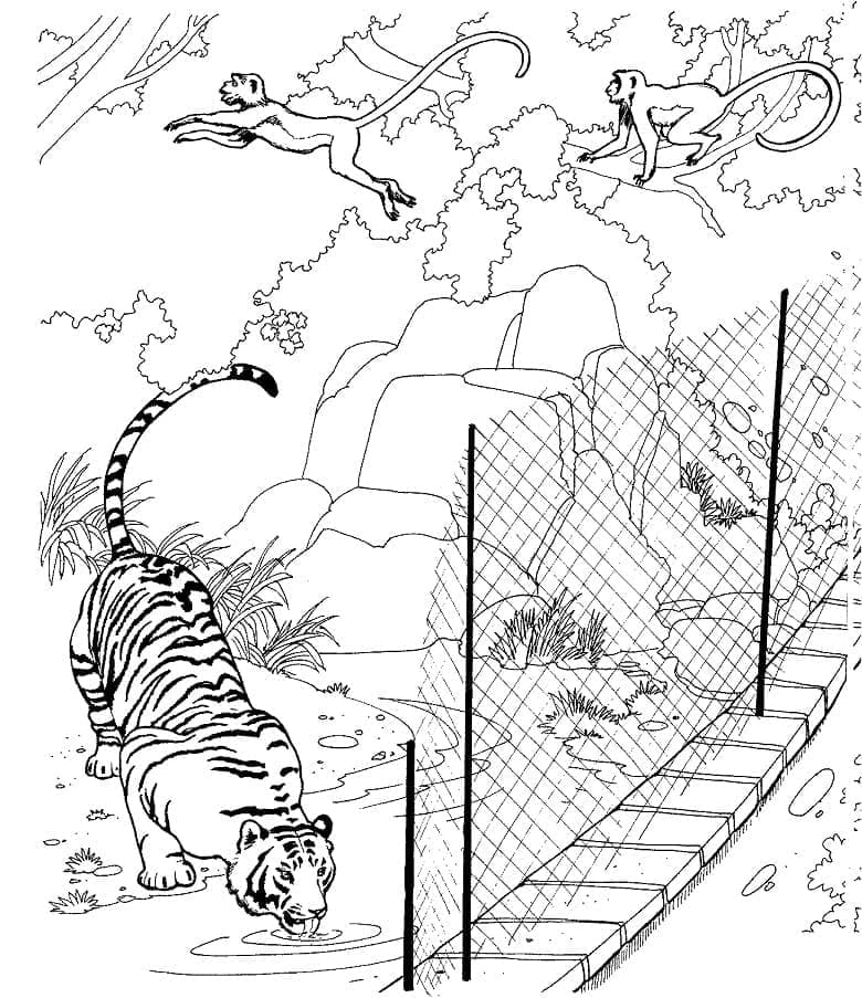 Tigre du Zoo coloring page