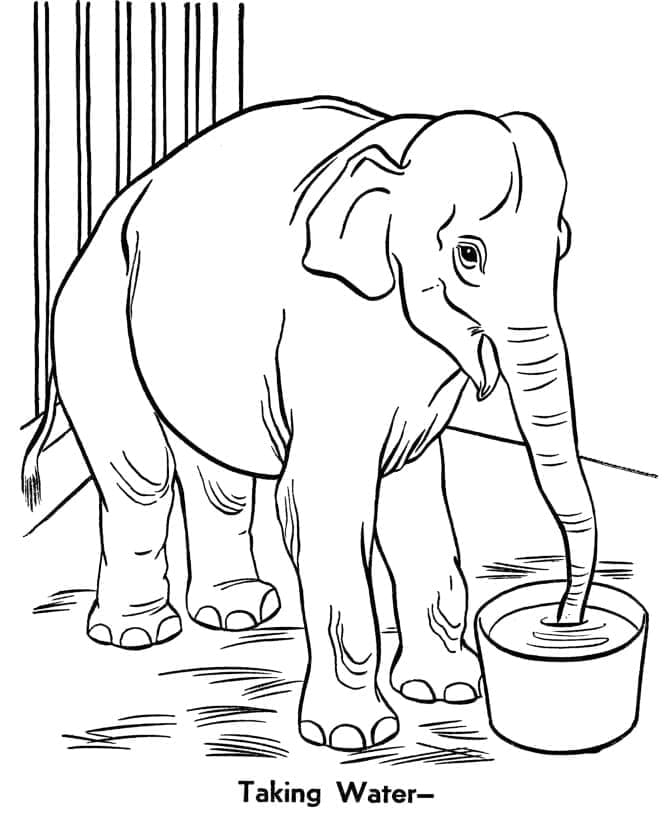 Coloriage Un Éléphant de Zoo
