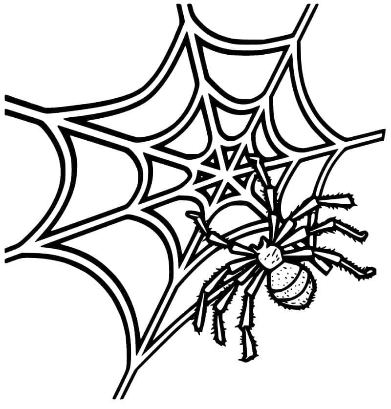 Dessin de Toile d’Araignée coloring page
