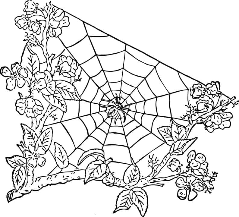 Toile d’Araignée 2 coloring page