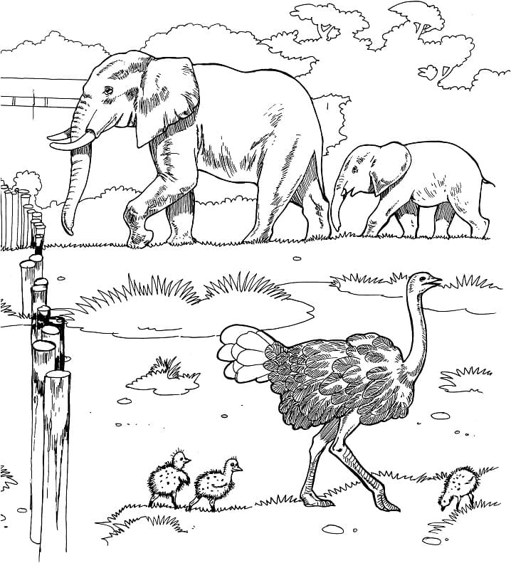 Autruches et éléphants coloring page