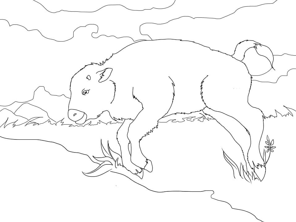 Bébé Bison coloring page