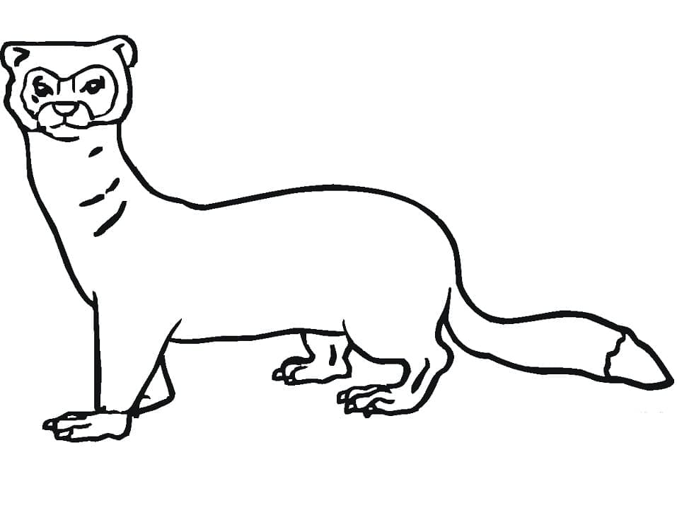 Belette Imprimable coloring page