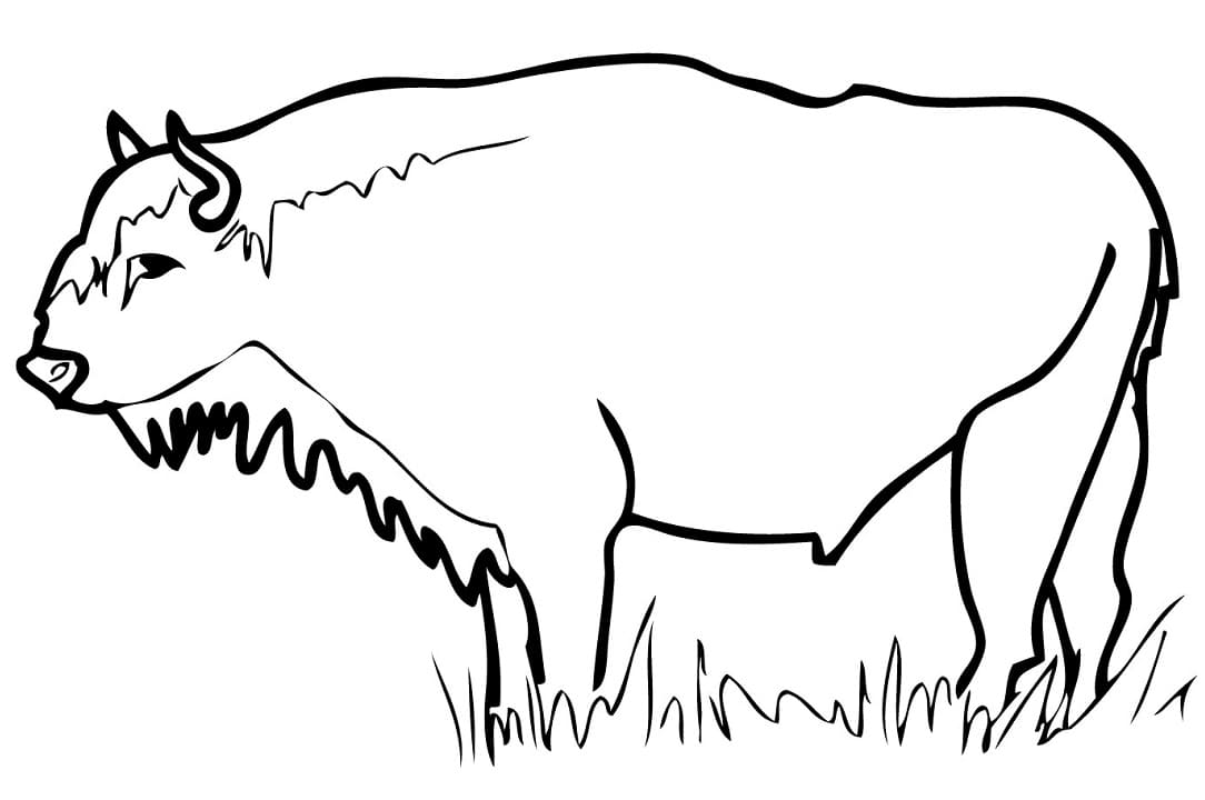Coloriage Bison d'Europe