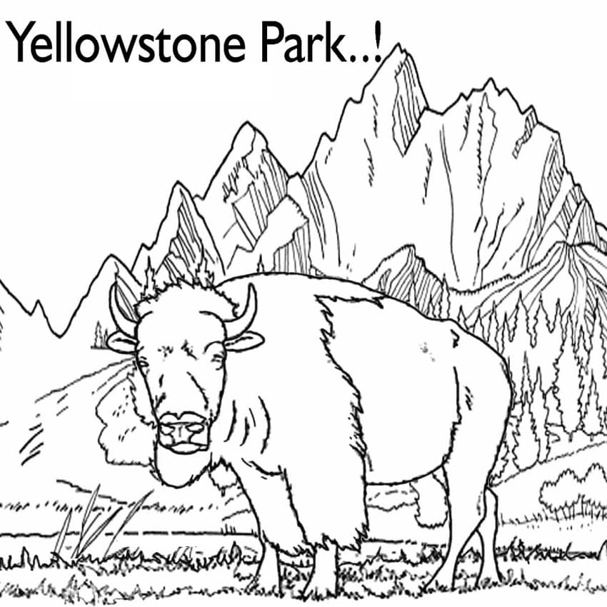 Coloriage Bison du Parc de Yellowstone