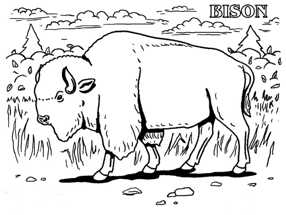 Bison Normal coloring page