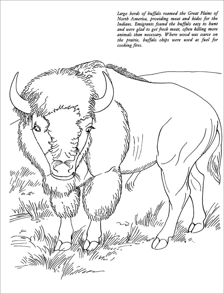 Coloriage Bison Sauvage