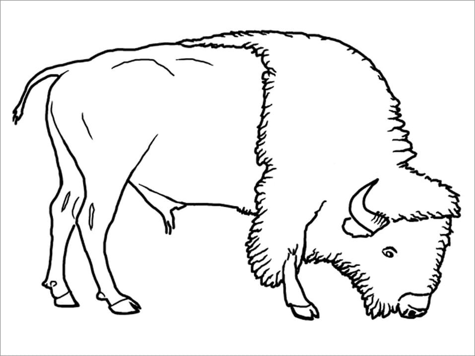 Bison Simple coloring page