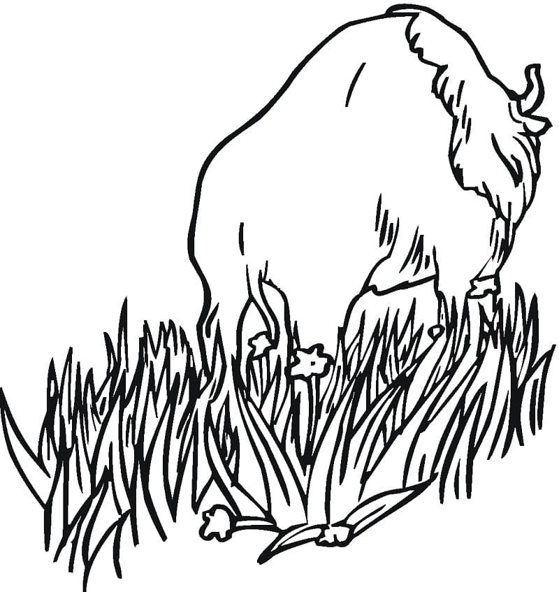 Bison sur l’herbe coloring page