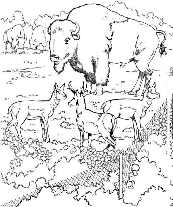 Bisons et Pronghorns coloring page