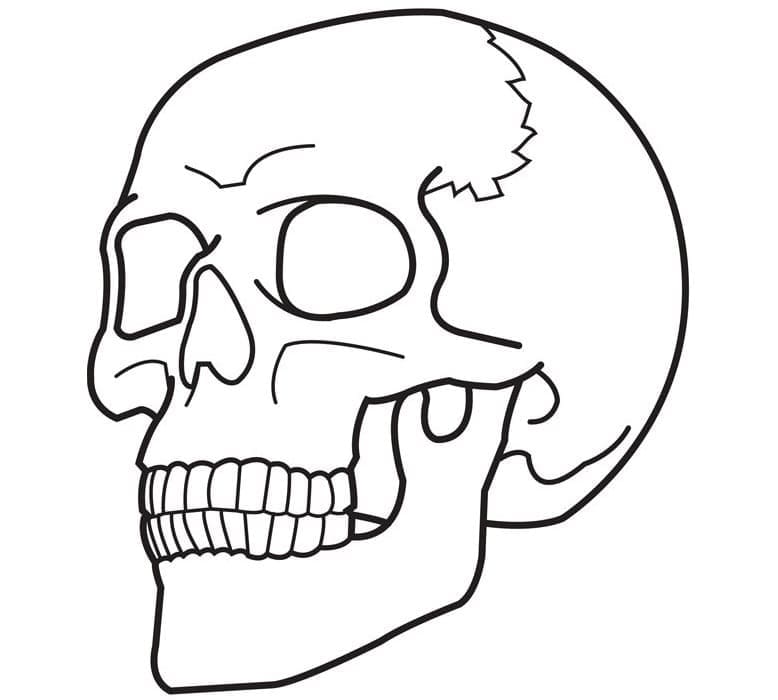 Crâne de Base coloring page