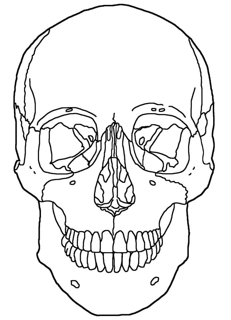 Crâne Humain coloring page