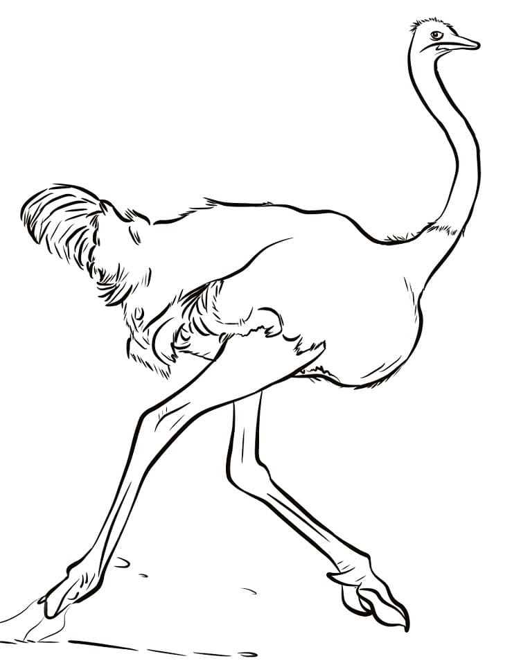Coloriage Autruche Imprimer Sur ColoriageEnfant Com Coloriage Autruche Imprimer Sur ColoriageEnfant Com