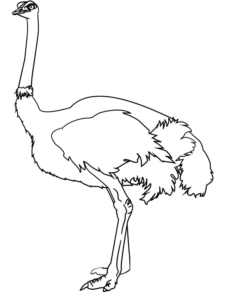 Coloriage Autruche Imprimer Sur ColoriageEnfant Com Coloriage Autruche Imprimer Sur ColoriageEnfant Com