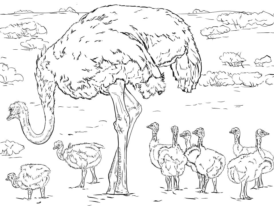 Famille d’autruches coloring page