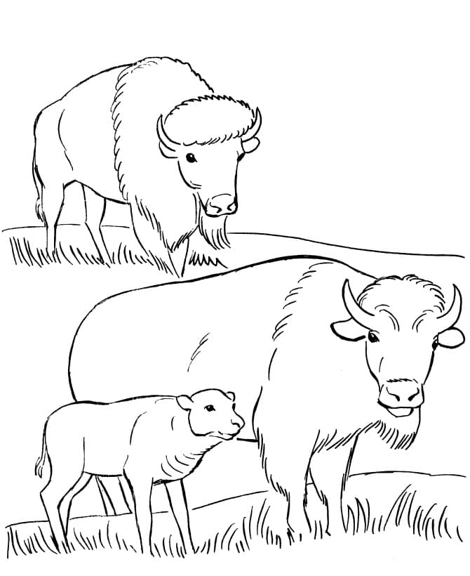 Famille de Bisons coloring page