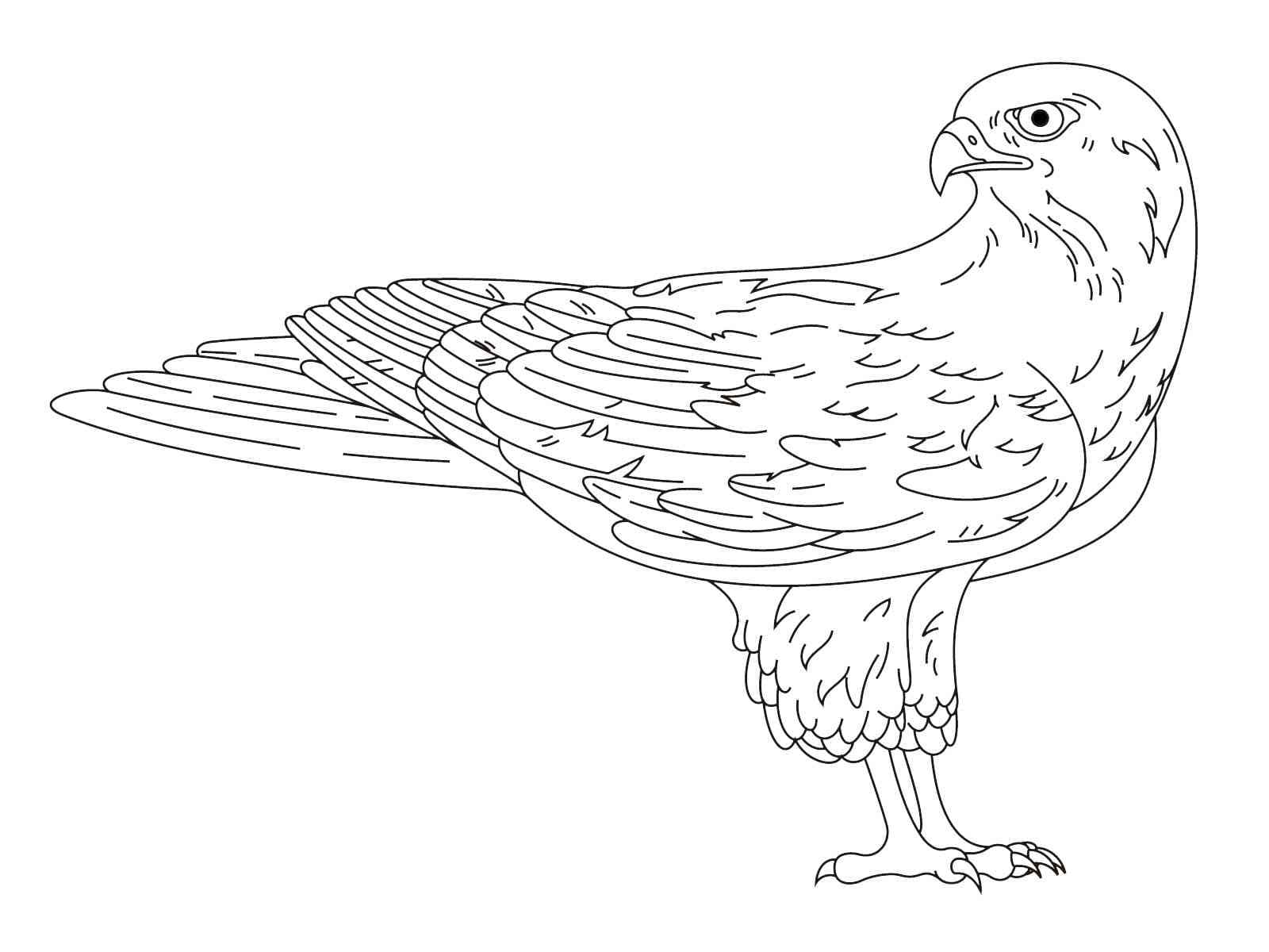 Faucon Imprimable coloring page