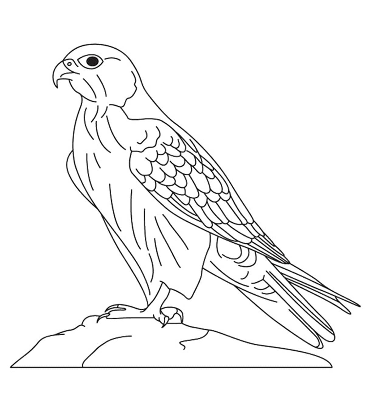 Faucon Normal coloring page